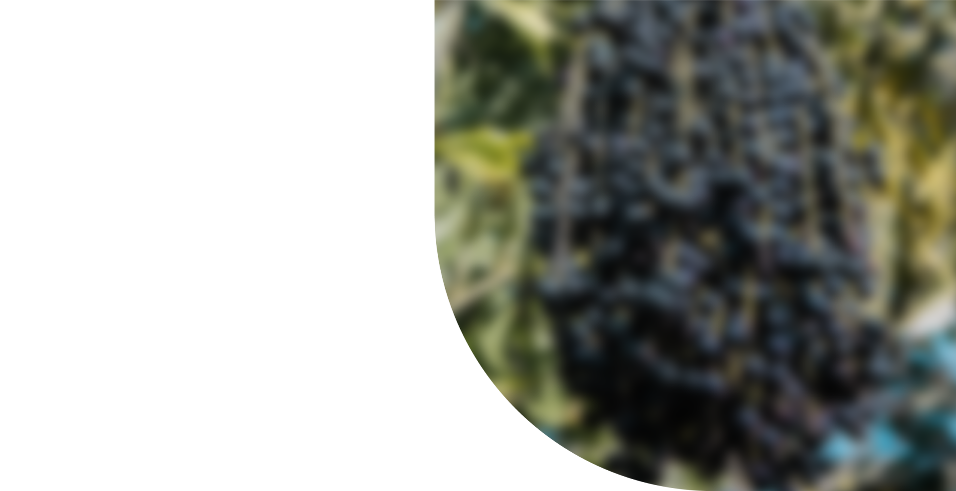 Credencial-Afiliado-Camara-Comercio-Putumayo Muestra de la Credencial de Afiliado de la Cámara de Comercio del Putumayo con beneficios para el club de clientes preferenciales