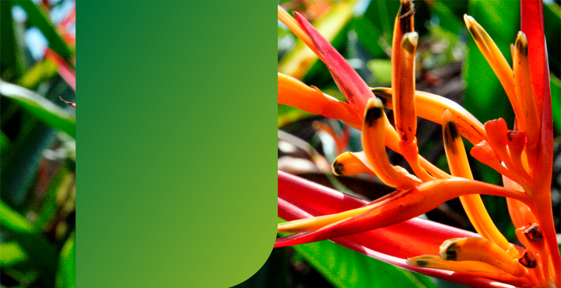 Banner promocional de la Cámara de Comercio del Putumayo invitando a la renovación de matrícula hasta el 31 de marzo, con imagen de una flor heliconia y acceso al canal de WhatsApp Banner-Renovación-Matricula-Marzo -Putumayo